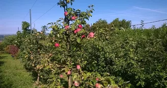 Verger-conservatoire des amis des arbres et de la nature de Vichy et sa région Verger-conservatoire des amis des arbres et de la nature de Vichy et sa région
