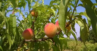 Verger-conservatoire des amis des arbres et de la nature de Vichy et sa région Verger-conservatoire des amis des arbres et de la nature de Vichy et sa région