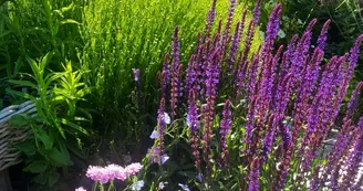 Les Jardins des Hurlevents Les Jardins des Hurlevents