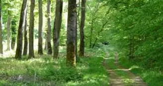 Forêt de Marcenat