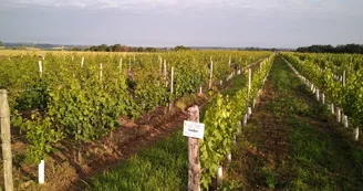 Circuit de la Rivière à la Vigne 1 - Départ de Meillard - PR 6 Circuit de la Rivière à la Vigne 1 - Départ de Meillard - PR 6