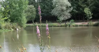 peche-etang-foucaudiere-saint-laurent-des-autels peche-etang-foucaudiere-saint-laurent-des-autels