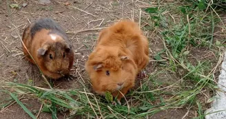 Cochons d'Inde