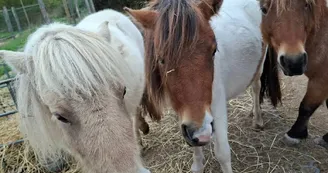 Les poneys