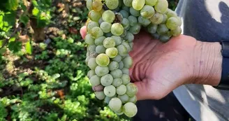 Vendange 2023 Vendange 2023