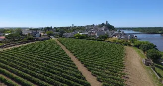 vigne juin 2024 vigne juin 2024