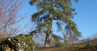 parc-garennes-juigne-sur-loire-49-pna-1 parc-garennes-juigne-sur-loire-49-pna-1