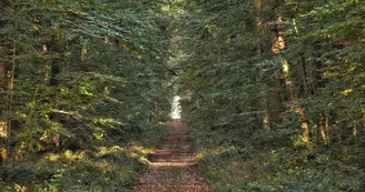 nature-foret-chandelais-baugeenanjou-anjou nature-foret-chandelais-baugeenanjou-anjou