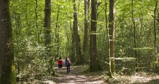 Forêt de la Foucaudière, Saint-Laurent-des-Autels Forêt de la Foucaudière, Saint-Laurent-des-Autels
