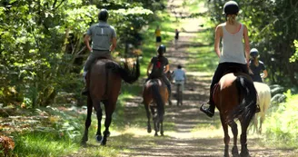 calèches attelages cheval st laud en forêt de Chambiers calèches attelages cheval st laud en forêt de Chambiers