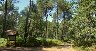 Chambiers forêt circuit rando jaune Chambiers forêt circuit rando jaune