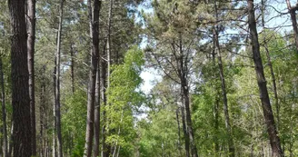 Foret Boudré Seiches Foret Boudré Seiches