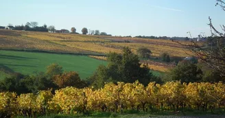 drain-vignoble-route-touristique-galloires (3) drain-vignoble-route-touristique-galloires (3)