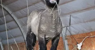 Bergerie et Asinerie des Blanchards Bergerie et Asinerie des Blanchards