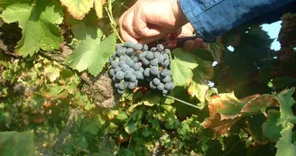 Domaine Notre Dame de Cousignac