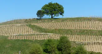 Domaine de la Côte Ste Epine Domaine de la Côte Ste Epine
