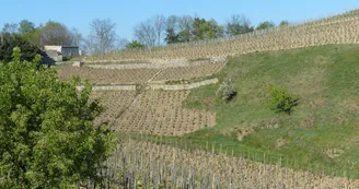 Domaine de la Côte Ste Epine Domaine de la Côte Ste Epine