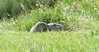 Les Marmottes du Mézenc Les Marmottes du Mézenc