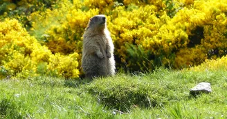 Les Marmottes du Mézenc Les Marmottes du Mézenc