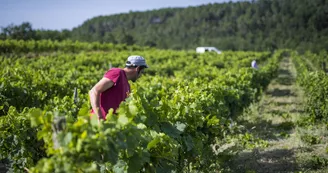 Domaine Le Pigeonnier