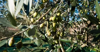 Domaine Le Pigeonnier