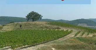 GAEC des Vigneaux GAEC des Vigneaux
