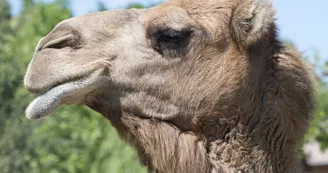 Parc animalier de Lussas