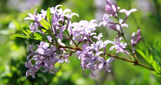 Jardin Paysager la Terre Pimprenelle Jardin Paysager la Terre Pimprenelle