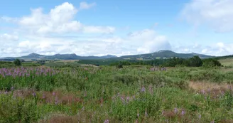 Les sucs volcaniques : volcans péléens Les sucs volcaniques : volcans péléens