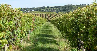 Domaine des Combat Domaine des Combat
