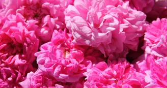 Semperfloris Semperfloris
