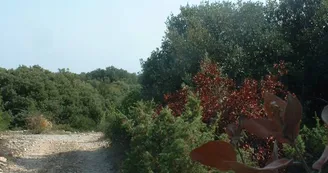 La forêt du Laoul La forêt du Laoul