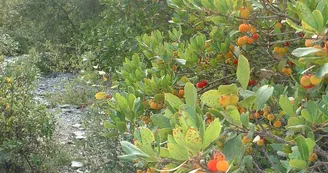 La forêt du Laoul La forêt du Laoul