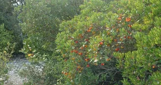 La forêt du Laoul La forêt du Laoul