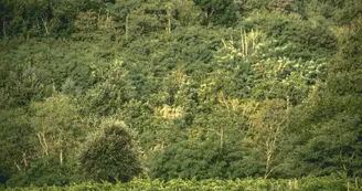 Le domaine des Bardes Le domaine des Bardes