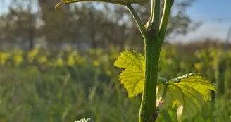 Domaine des Granges Domaine des Granges