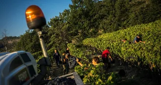 Visite du domaine et dégustation des vins bio du Mas d'Intras Visite du domaine et dégustation des vins bio du Mas d'Intras
