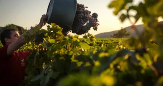 Visite du domaine et dégustation des vins bio du Mas d'Intras Visite du domaine et dégustation des vins bio du Mas d'Intras