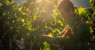 Visite du domaine et dégustation des vins bio du Mas d'Intras Visite du domaine et dégustation des vins bio du Mas d'Intras