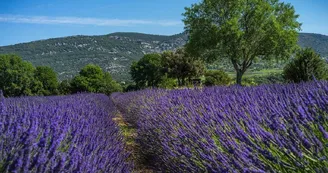 Maison de la Lavande Ardèche / Producteur-Distillateur & Musée