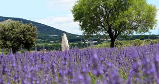 Maison de la Lavande Ardèche / Producteur-Distillateur & Musée