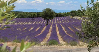 Maison de la Lavande Ardèche / Producteur-Distillateur & Musée