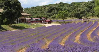 Maison de la Lavande Ardèche / Producteur-Distillateur & Musée