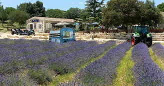 Maison de la Lavande Ardèche / Producteur-Distillateur & Musée