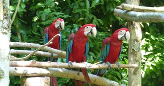 Le Parc des Perroquets