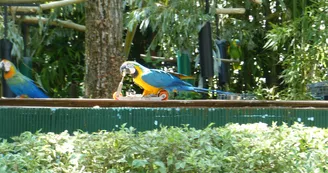Le Parc des Perroquets