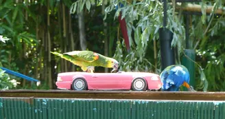 Le Parc des Perroquets