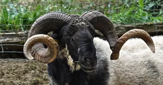 Mille et Une Cornes Mille et Une Cornes