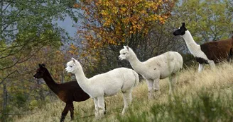 La montagne des lamas et alpagas La montagne des lamas et alpagas