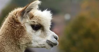 La montagne des lamas et alpagas La montagne des lamas et alpagas